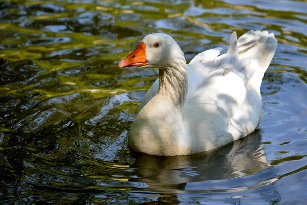White Goose Anser Anser Domesticus Water — Stock Photo, Image