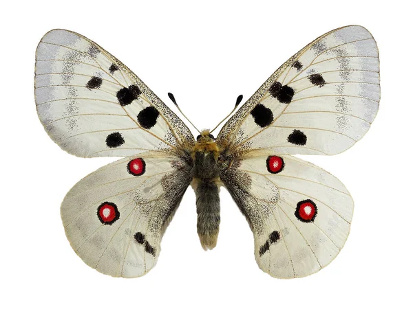 Motyl Apollo Parnassius Apollo Mieszkających Terenach Górskich Białym Tle — Zdjęcie stockowe