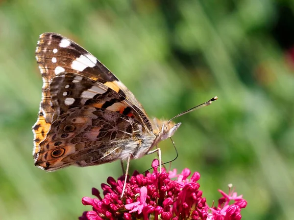 Closeup Profiel Geschilderd Dame Vlinder Cynthia Cardui Vanessa Cardui Voeden — Stockfoto