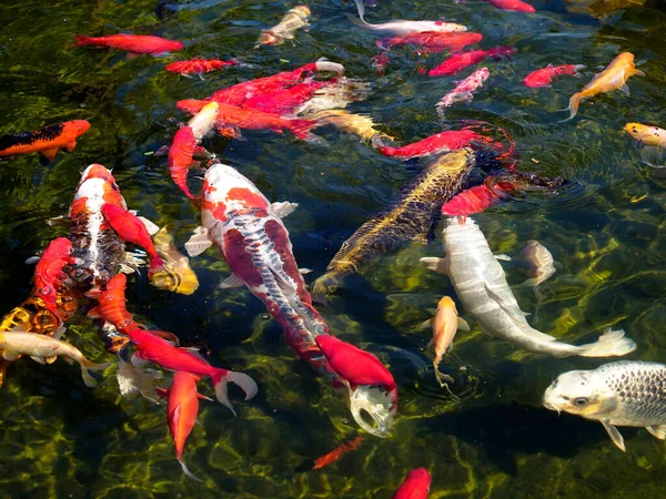 Su yüzeyinde birçok koi sazan balığı (Cyprinus) çokrenkli