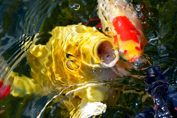 Closeup Yellow Carp Koi Cyprinus Water Surface — стоковое фото