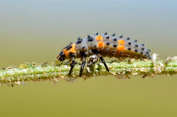 Macro Ladybug Larva Coccinella 프로파일에서 수있는 위에서 진딧물을 먹는다 — 스톡 사진