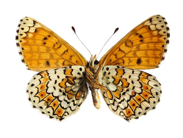 Glanville Fritillary Melitaea Cinxia Motýl Čeledi Nymfalidae Pozorovaný Zdola Izolovaný — Stock fotografie