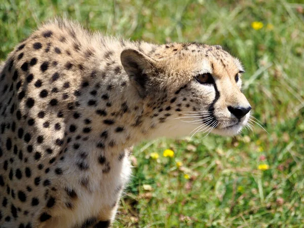 Portrait African Cheetah Acinonyx Jubatus Seen Profile — Stock Photo, Image