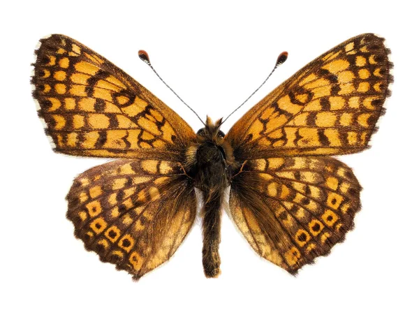 Glanville Fritillary Melitaea Cinxia Nymphalidae 나비이며 바탕에 떨어져 그것을 박물학자와 — 스톡 사진