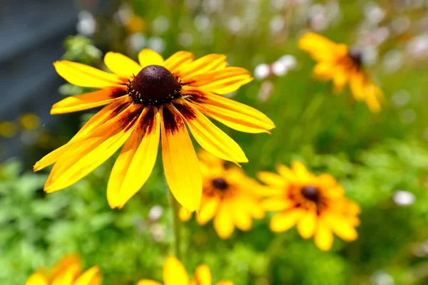 Closeup Yellow Coneflower Rudbeckias Garden — Stock Photo, Image