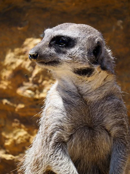 Portrait Suricate Suricata Est Genre Mangouste Endémique Afrique — Photo