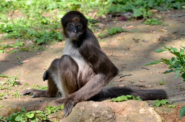 爬行的各种蜘蛛猴 Ateles Hybridus Marimonda 长着他特有的蓝眼睛 坐在地上 — 图库照片