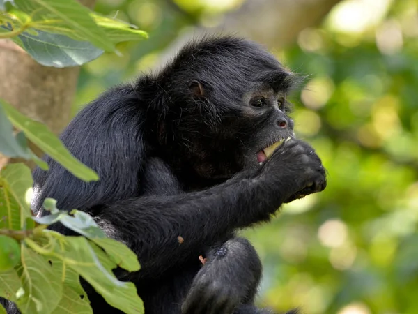 Μαύρο Επικεφαλής Πίθηκος Αράχνη Ateles Fusciceps Τρώγοντας Ένα Φρούτο Μια — Φωτογραφία Αρχείου