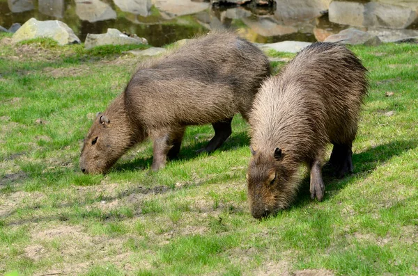 Dwie Capybara Hydrochoerus Hydrochaeris Jedzące Trawę — Zdjęcie stockowe