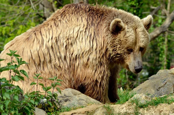 Крупный План Медведя Гризли Ursus Arctos Horribilis Среди Растительности — стоковое фото