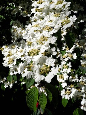 Viburnum plicatum, Adoxaceae familyasından Çin, Kore, Japonya ve Tayvan 'a özgü bir bitki türüdür.