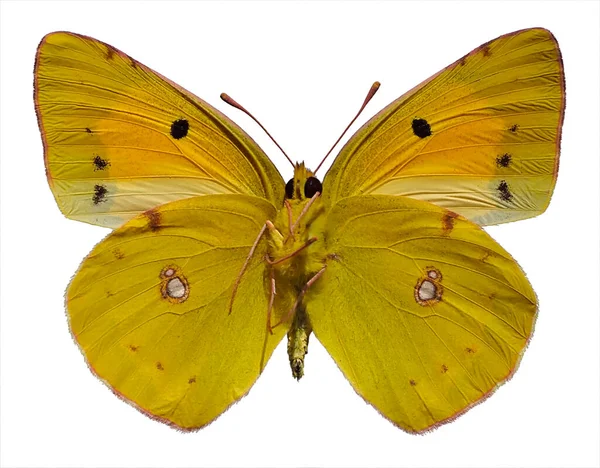 배경에 고립되어 아래에서 수있는 쿨리아 크로세 노란색 Colias Crocea — 스톡 사진