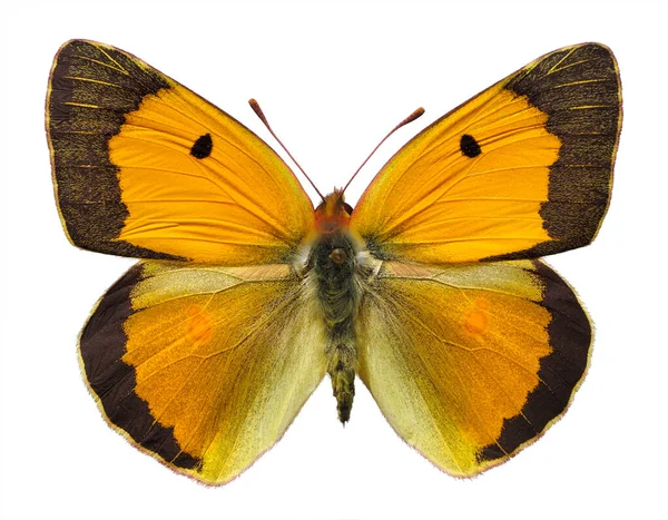 Muž Colias Croceus Nebo Zakalený Žlutý Motýl Colias Crocea Izolovaný — Stock fotografie