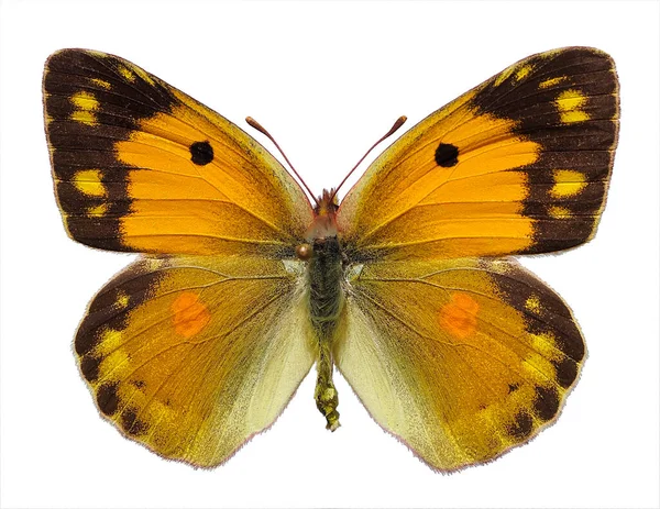 Θηλυκό Colias Croceus Θολωμένη Κίτρινη Πεταλούδα Colias Crocea Απομονωμένη Λευκό — Φωτογραφία Αρχείου