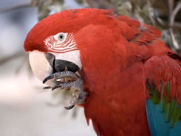 Closeup Green Winged Macaw Ara Chloroptera Eating Food Seen Profile — Stock Photo, Image