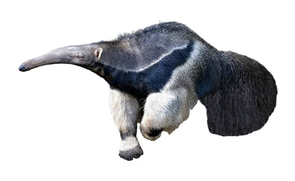 Closeup Giant Anteater Myrmecophaga Tridactyla Walking Isolated White Background — Stock Photo, Image