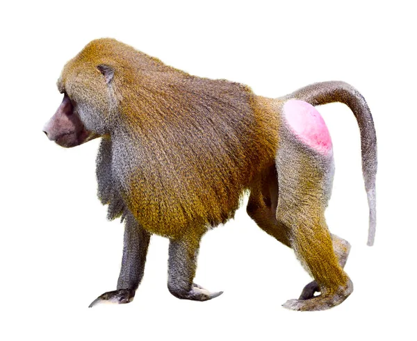 Hamadryas Baboon Papio Hamadryas Περπάτημα Και Φαίνεται Από Προφίλ Που — Φωτογραφία Αρχείου