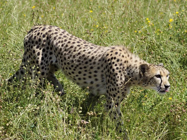 Closeup African Cheetah Acinonyx Jubatus Walking Tall Grasses Seen Profile — Stock Photo, Image