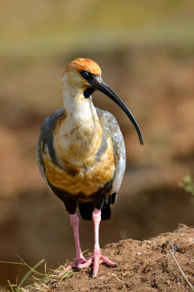 Närbild Svartklädda Ibis Theristicus Melanopis Stående Marken Och Sett Framifrån — Stockfoto