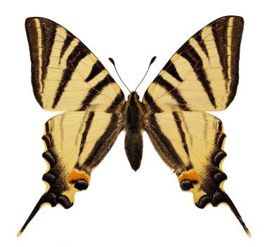 Kırlangıç Kelebeği (Iphiclides podalirius) beyaz arka planda izole edilir ve tepeden görülür. Papilionidae familyasından bir kelebek. Yelken kırlangıcı ya da armut ağacı kırlangıcı da denir.