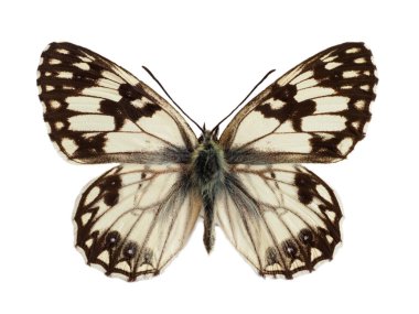 Batı mermer beyazı (Melanargia okülanica) beyaz arka planda izole edilmiştir. Nymphalida ailesine ait bir kelebek türüdür. İlkbahar ve yaz aylarında Kuzey Afrika ve Güneybatı Avrupa 'da görülebilir.