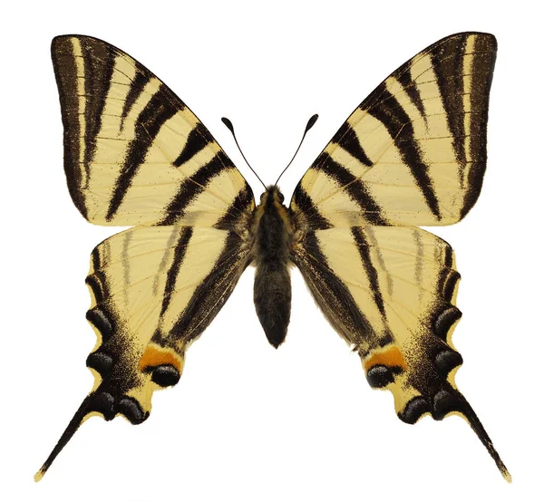 Scarce Swallowtail Πεταλούδα Iphiclides Podalirius Απομονώνονται Λευκό Φόντο Και Φαίνεται — Φωτογραφία Αρχείου