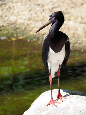 Beyaz karınlı leyleğin (Ciconia abdimii) yakın plan görüntüsü ve su kenarında duran bir kaya 