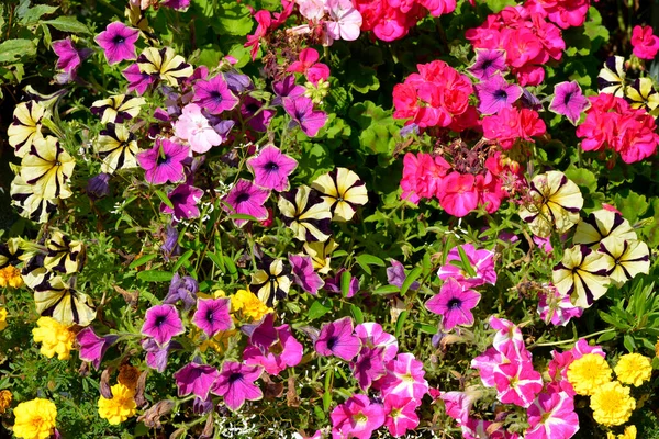 Many varieties of petunias in a french garden