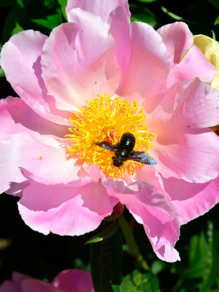 Макро Плотницкой Пчелы Ксилопа Питающейся Розовой Китайской Горошиной Paeonia Laeflora — стоковое фото