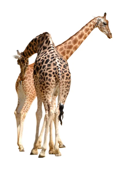 Two Male Female Giraffes Giraffa Camelopardalis Isolated White Background — Stock Photo, Image