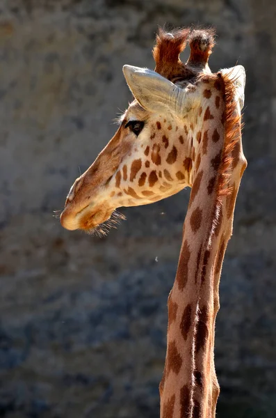 Portret Żyrafy Giraffa Camelopardalis Widziany Tyłu — Zdjęcie stockowe