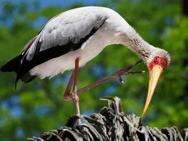 Yellow Billed Stork Mycteria Ibis Perched Tree Raised Paw — 스톡 사진