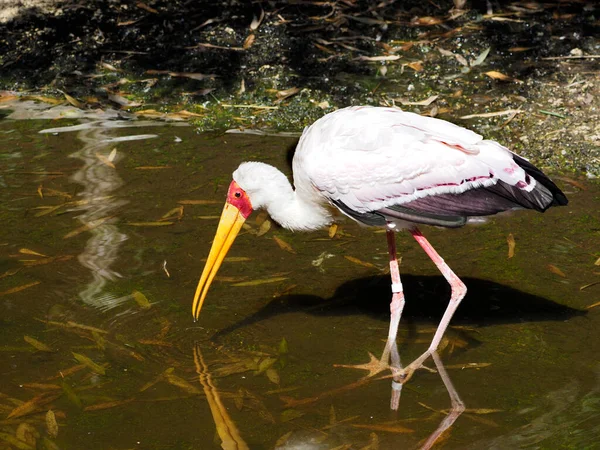 Yellow Billed Stork Mycteria Ibis Walking Water Pond — 스톡 사진