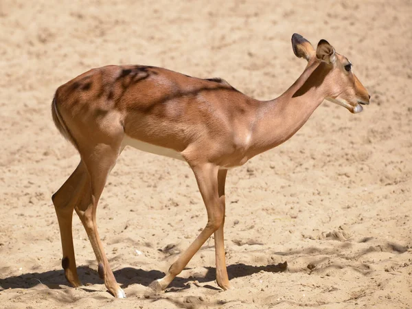 Самка Антилопы Impala Aepyceros Melampus Ходит Песчаной Земле Видно Профиля — стоковое фото