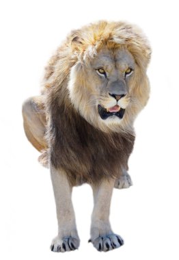 Lion seen from front  (Panthera leo) and sticking out your tongue, isolated on white background 