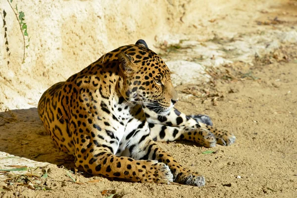 Closeup Profile Portrait Jaguar Panthera Onca Lying Ground — Stock Fotó