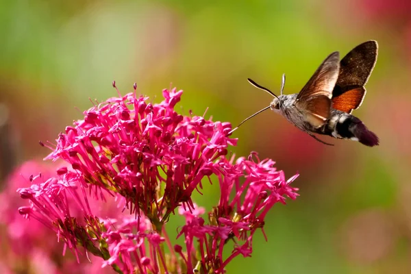Closeup of Hummingbird Hawk-moth butterfly (Macroglossum stellatarum) feeding of red valerian flowers (Centranthus ruber) in flight. Its a species of hawk moth found across temperate regions of Eurasia