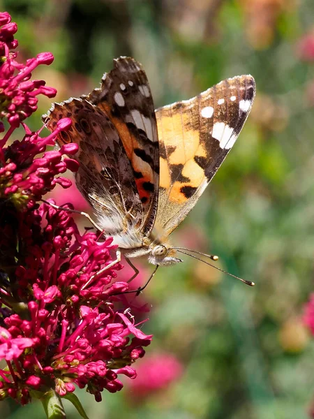 Closeup Profile Painted Lady Butterfly Cynthia Cardui Vanessa Cardui Feeding — Foto de Stock