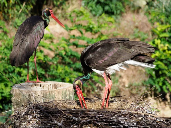 Black Stork Ciconia Nigra Its Nestling — Photo