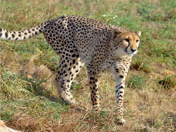 Closeup Front African Cheetah Acinonyx Jubatus Walking Grass — Stock Photo, Image