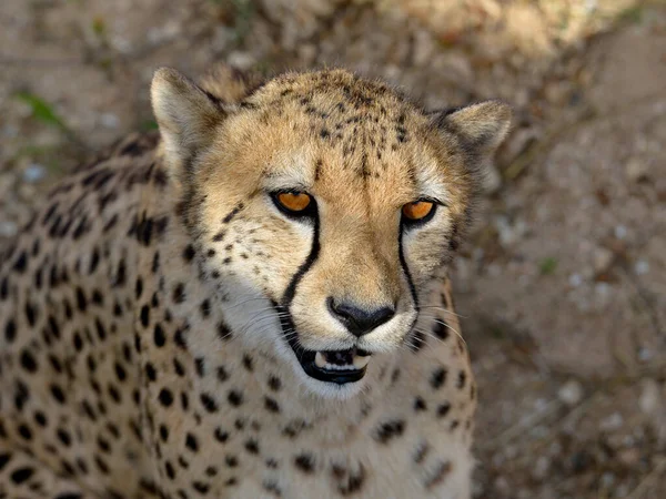 Portrait African Cheetah Acinonyx Jubatus — Stock Photo, Image
