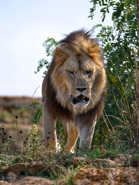 Λιοντάρι Του Προσώπου Panthera Leo Περπατώντας Στο Γρασίδι — Φωτογραφία Αρχείου