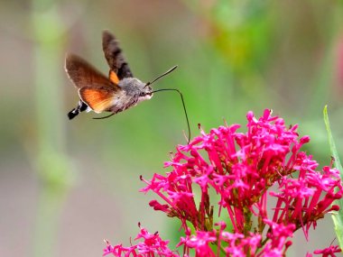 Closeup of Hummingbird Hawk-moth butterfly (Macroglossum stellatarum) feeding of red valerian flowers (Centranthus ruber) in flight