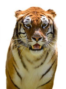 Portrait of tiger (Panthera tigris) showing teeth and seen from front and isolated on white background