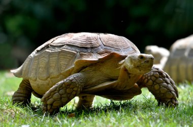Closeup of male African Spurred Tortoise or sulcata tortoise (Geochelone sulcata) seen from the front at ground level  and walking on grass