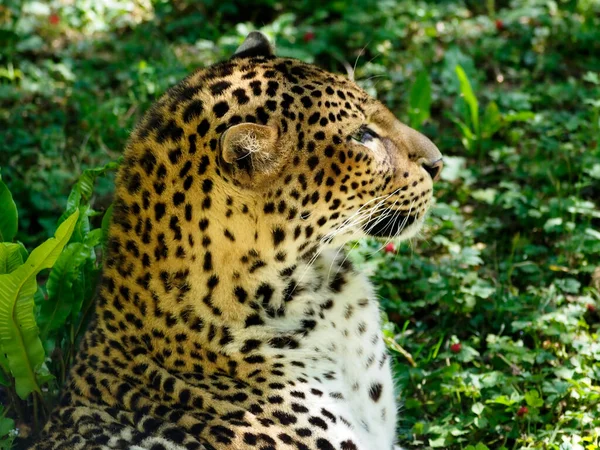 Javan Leopard Panthera Pardus Melas Seen Profile Background Vegetation — Zdjęcie stockowe