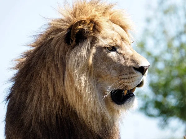Πορτραίτο Λιονταριού Panthera Leo Ανοιχτό Στόμα Και Φαίνεται Από Προφίλ — Φωτογραφία Αρχείου