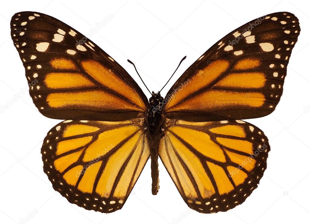Orange monarch butterfly (Danaus plexippus) isolated on white background. It is a milkweed butterfly (subfamily Danainae) in the family Nymphalidae 