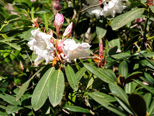 Closeup of white rhododendron flower in the french garden